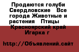 Продаются голуби Свердловские - Все города Животные и растения » Птицы   . Красноярский край,Игарка г.